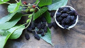 Mulberry leaves are the panacea of diabetes, know the other benefits of eating it.